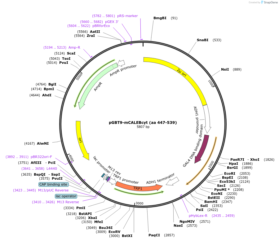 89404-plasmid-map-sequence-id-177453