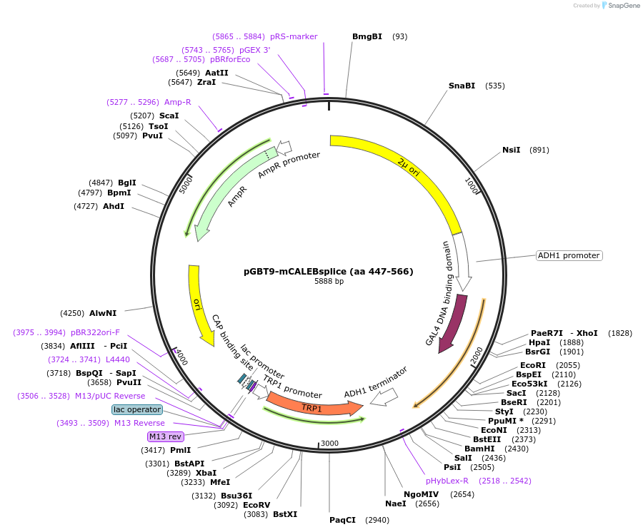 89405-plasmid-map-sequence-id-177455