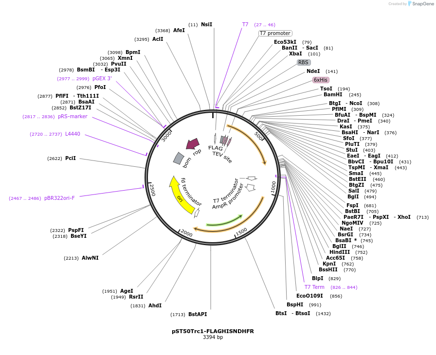 63947-plasmid-map-sequence-id-177457