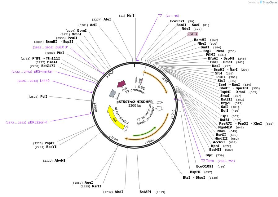 63953-plasmid-map-sequence-id-177472