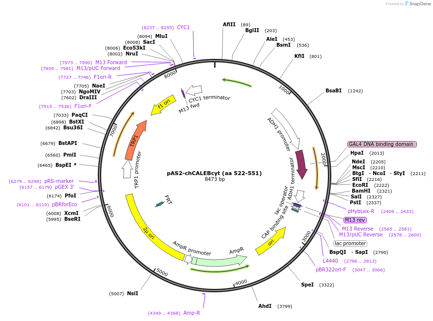 89407-plasmid-map-sequence-id-177477