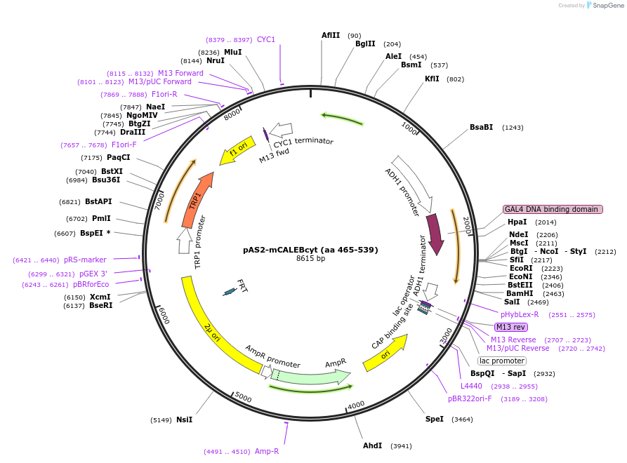 89408-plasmid-map-sequence-id-177484