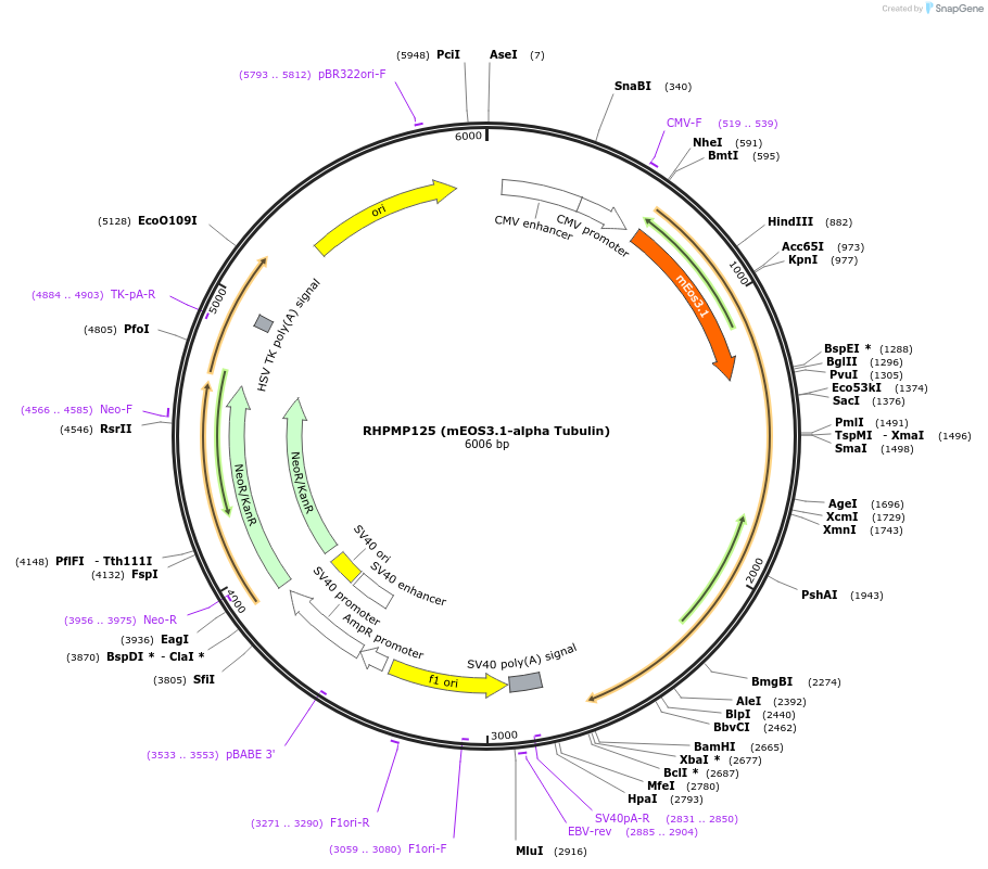 88834-plasmid-map-sequence-id-177486