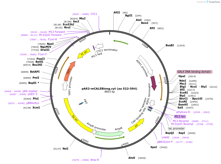 89409-plasmid-map-sequence-id-177487
