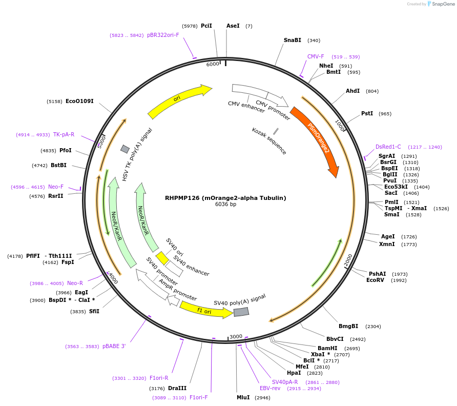 88835-plasmid-map-sequence-id-177488