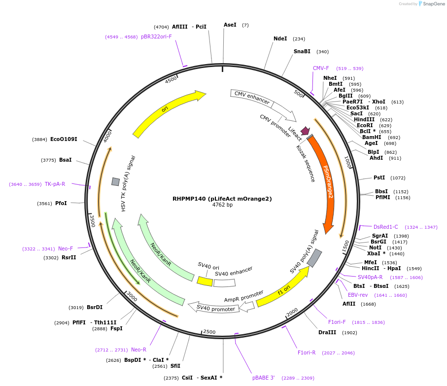 88840-plasmid-map-sequence-id-177491
