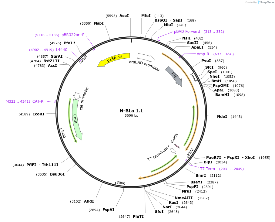 88994-plasmid-map-sequence-id-177496