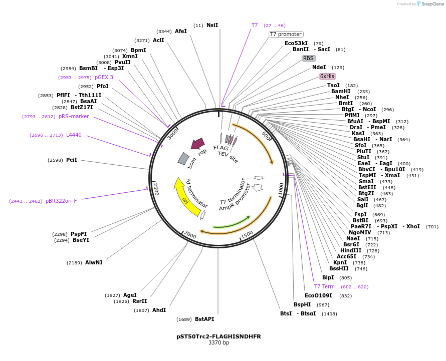 63965-plasmid-map-sequence-id-177498