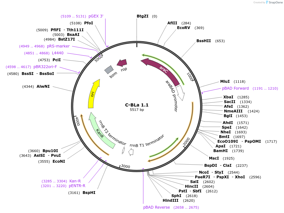 88997-plasmid-map-sequence-id-177504