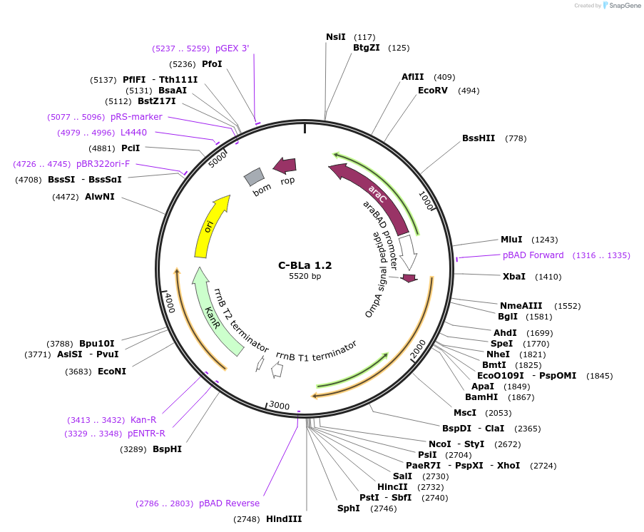 89000-plasmid-map-sequence-id-177513
