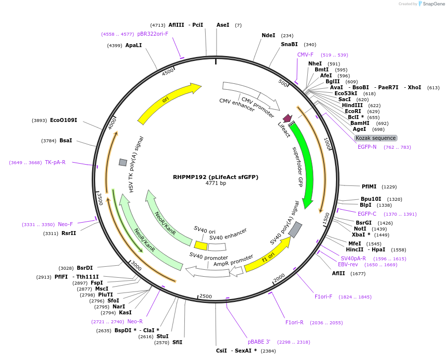 88843-plasmid-map-sequence-id-177520