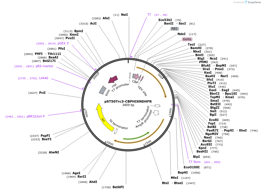 63981-plasmid-map-sequence-id-177525