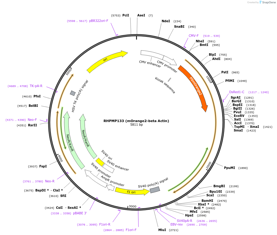 88837-plasmid-map-sequence-id-177529