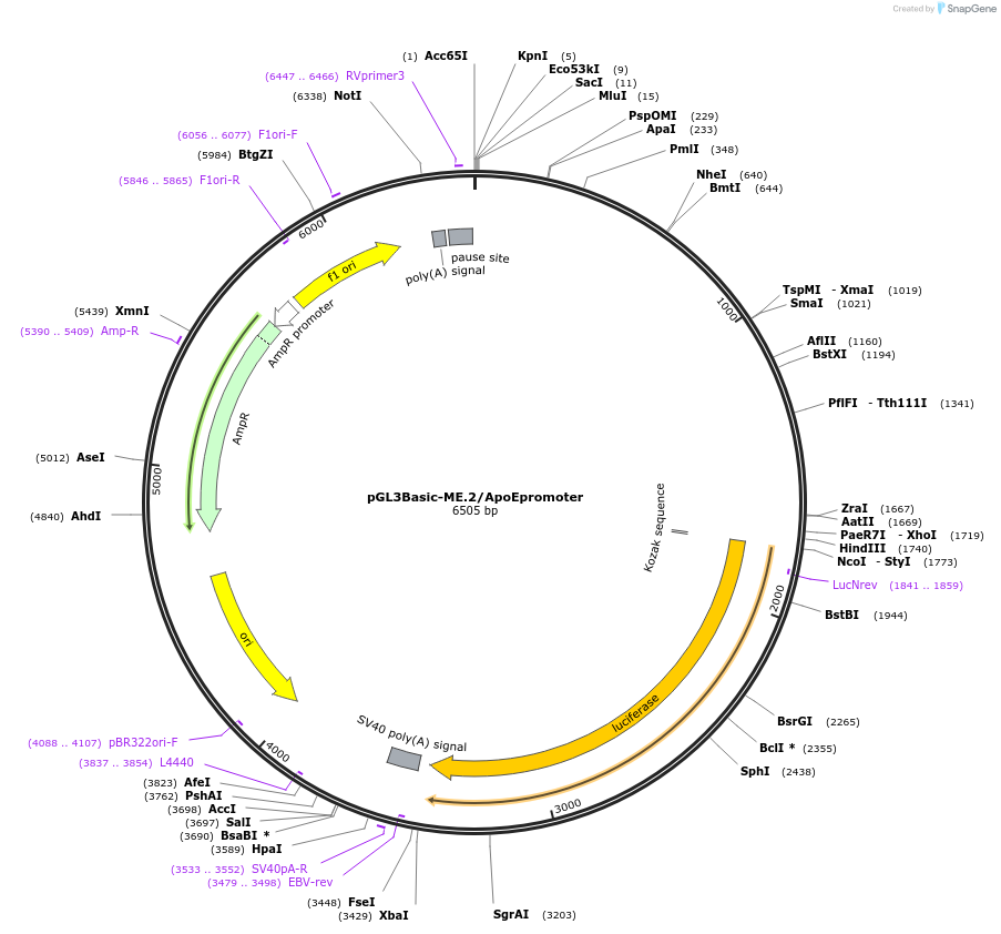 51436-plasmid-map-sequence-id-177530