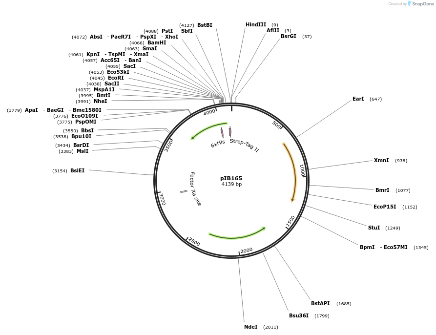 90188-plasmid-map-sequence-id-177544