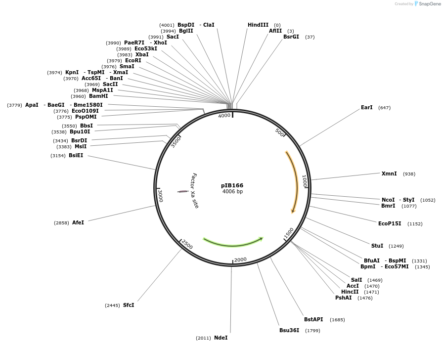 90189-plasmid-map-sequence-id-177551
