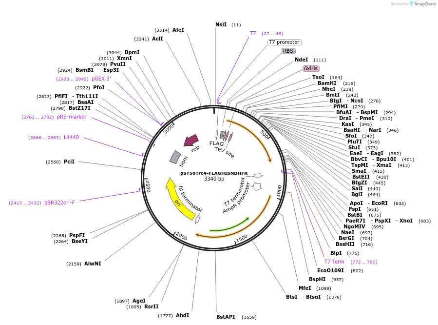 64001-plasmid-map-sequence-id-177554