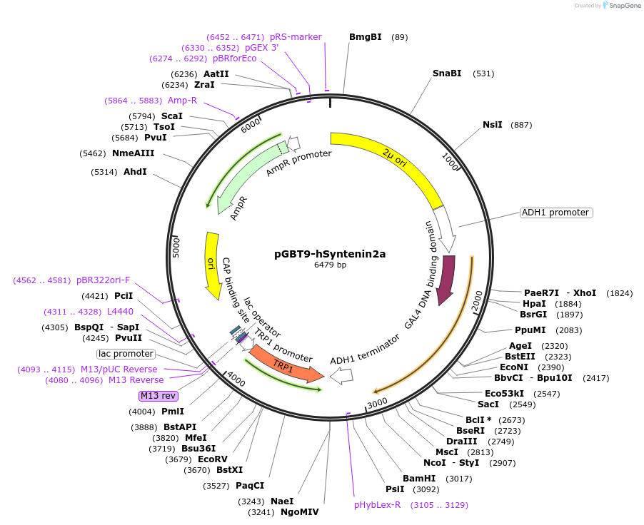 89421-plasmid-map-sequence-id-177555