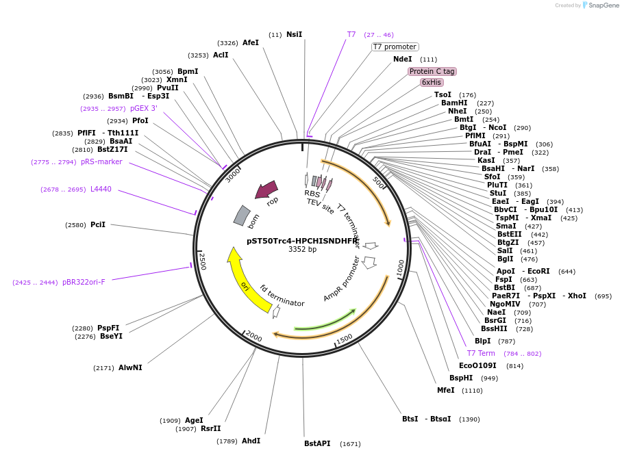 64002-plasmid-map-sequence-id-177559