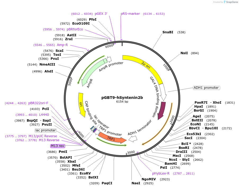 89422-plasmid-map-sequence-id-177561