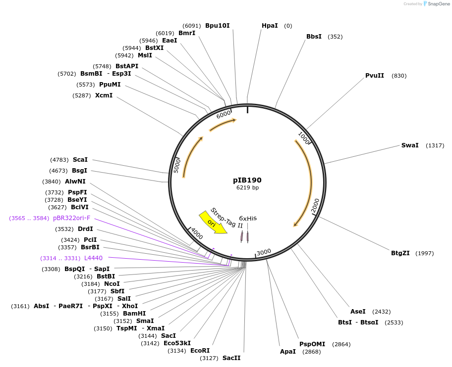 90197-plasmid-map-sequence-id-177564