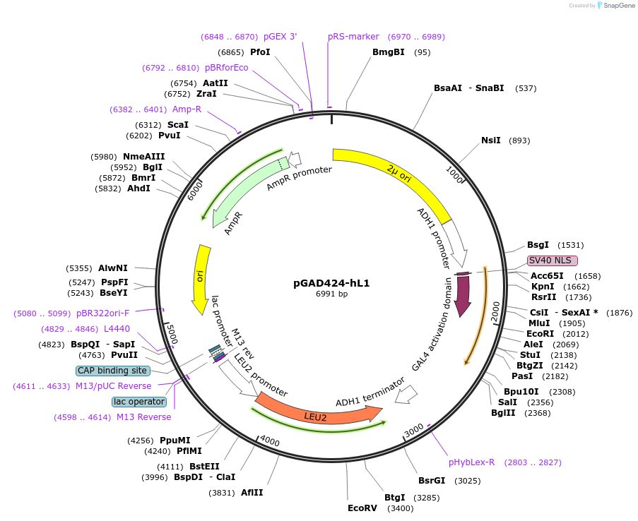 89423-plasmid-map-sequence-id-177566