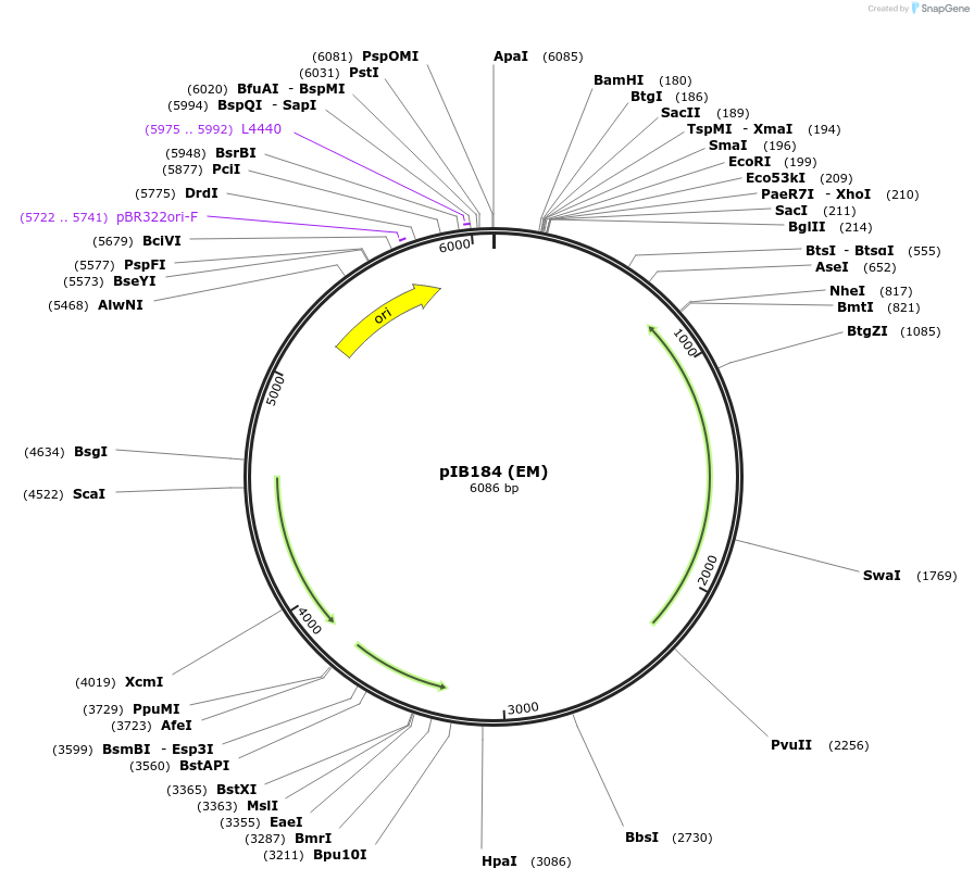 90194-plasmid-map-sequence-id-177589