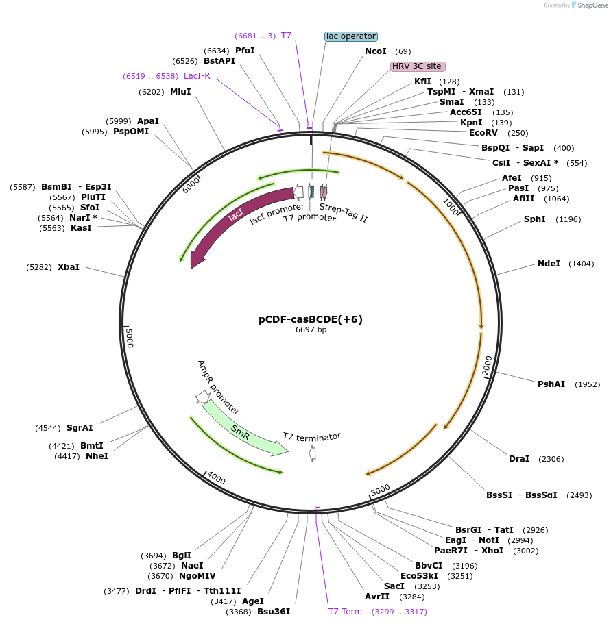 89728-plasmid-map-sequence-id-177602