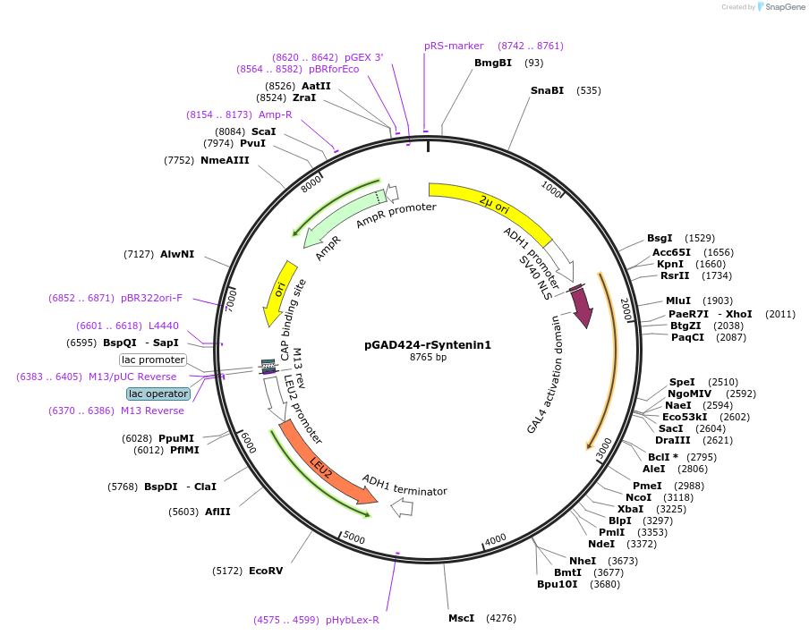 89425-plasmid-map-sequence-id-177605