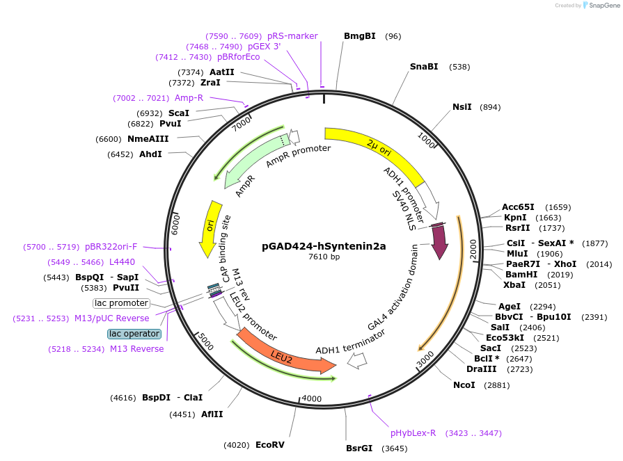 89426-plasmid-map-sequence-id-177606