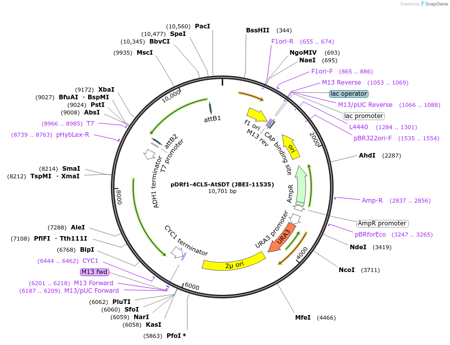 87934-plasmid-map-sequence-id-177608