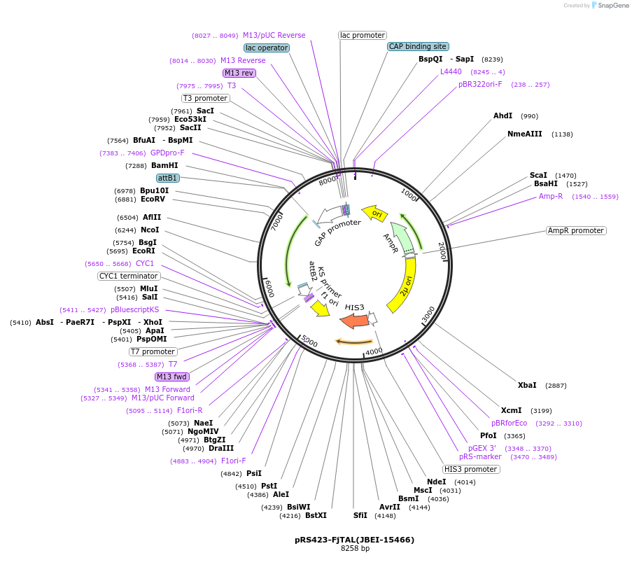 87936-plasmid-map-sequence-id-177609