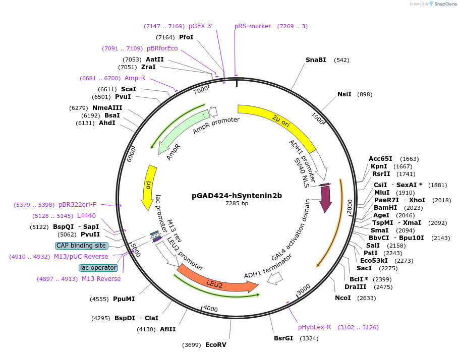 89427-plasmid-map-sequence-id-177610