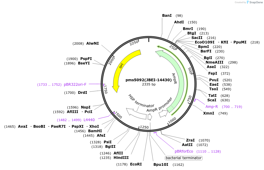 87968-plasmid-map-sequence-id-177614