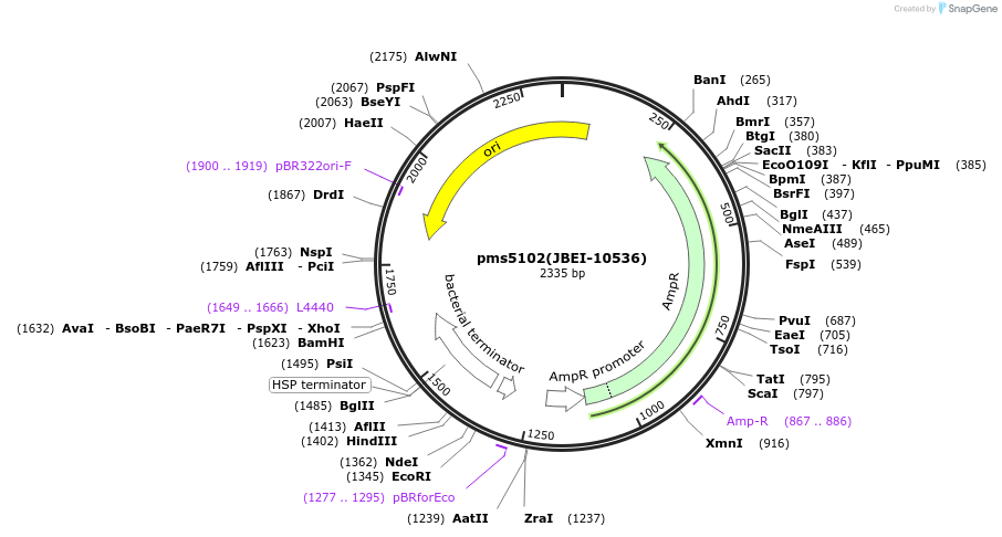 87969-plasmid-map-sequence-id-177616