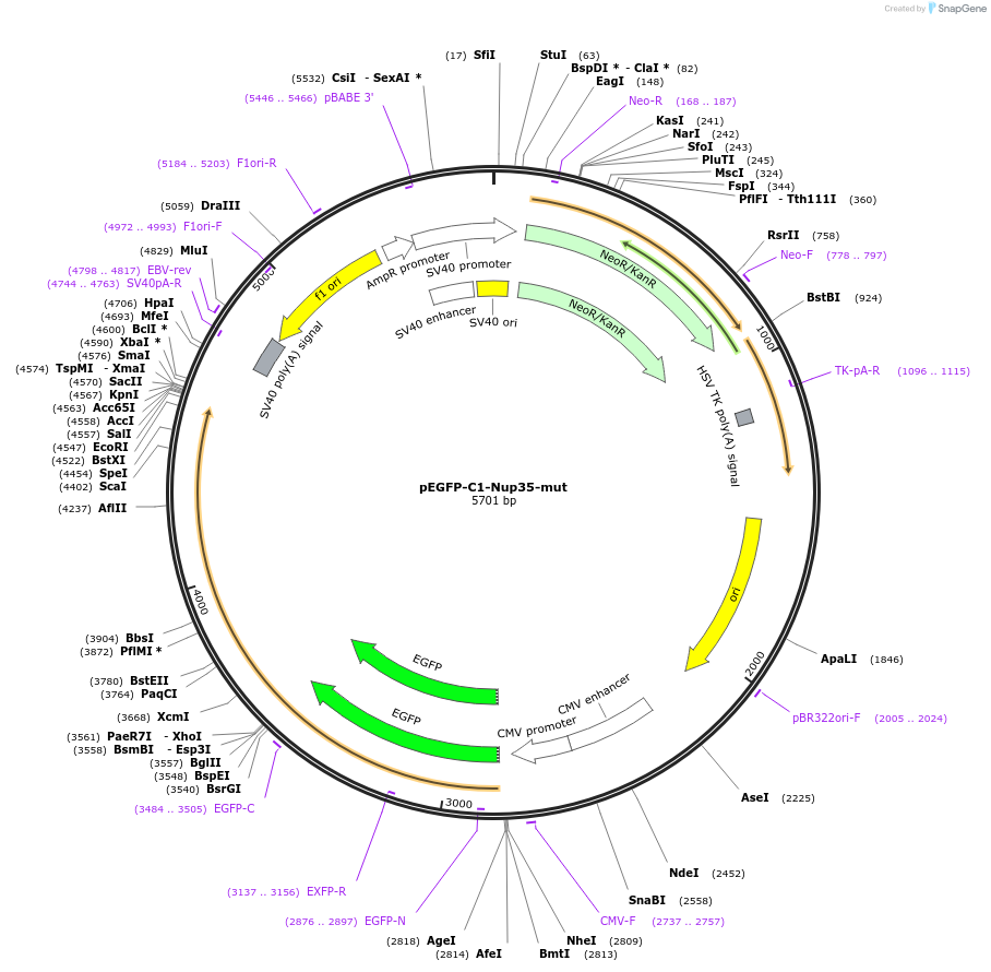 87341-plasmid-map-sequence-id-177620