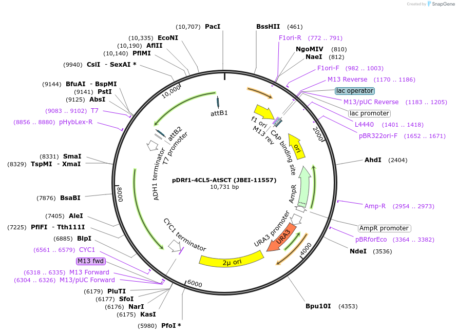 87937-plasmid-map-sequence-id-177621