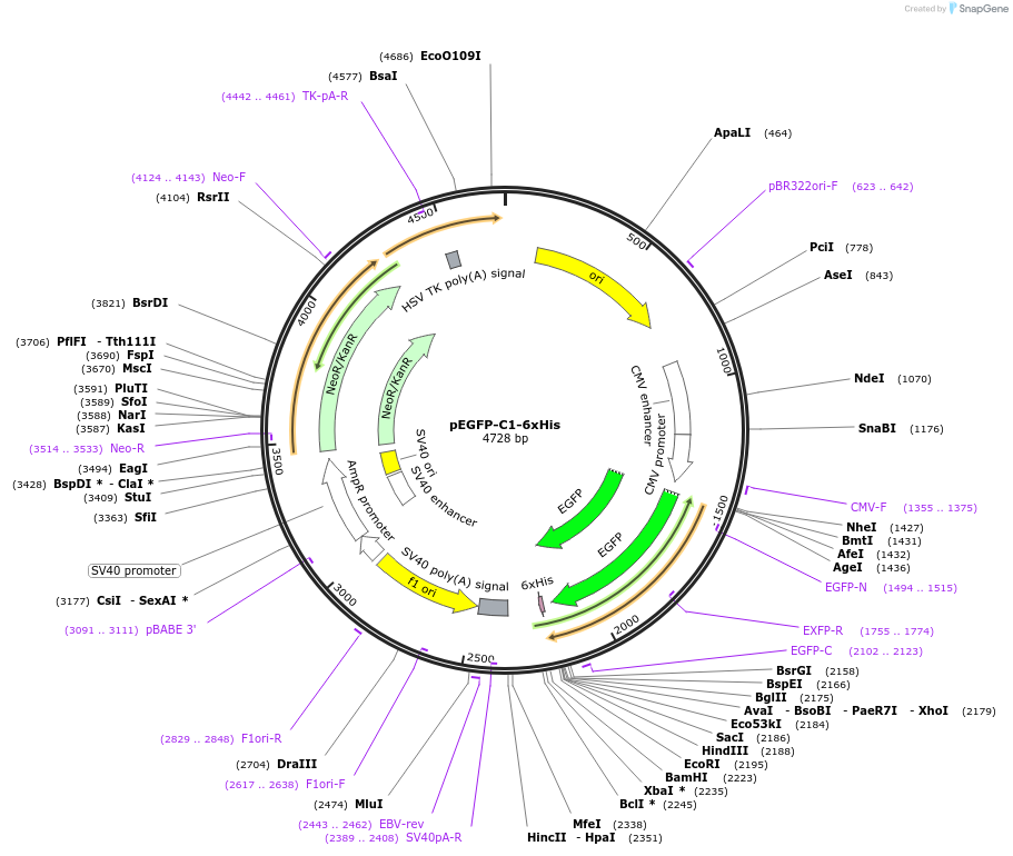 87343-plasmid-map-sequence-id-177624