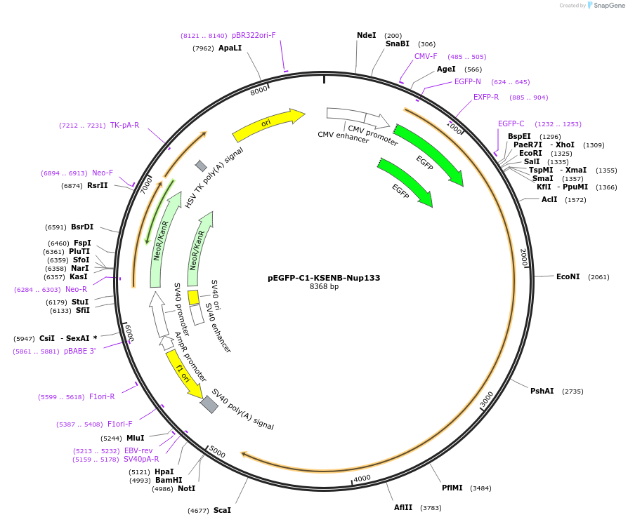 87340-plasmid-map-sequence-id-177626