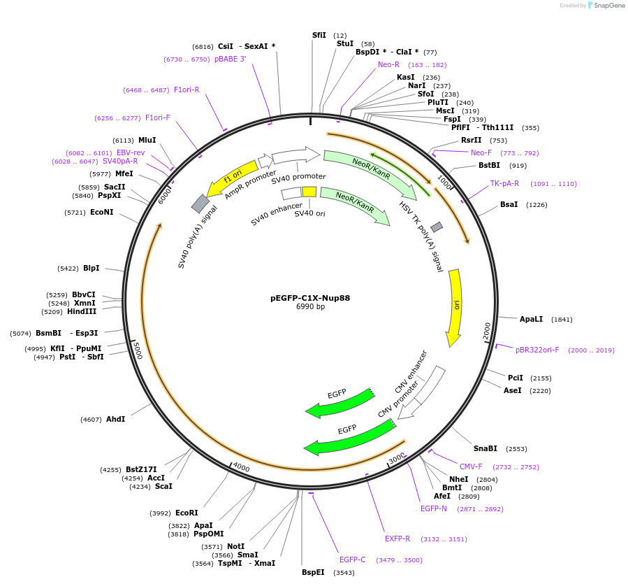 87338-plasmid-map-sequence-id-177631