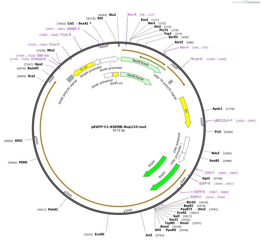 87339-plasmid-map-sequence-id-177632