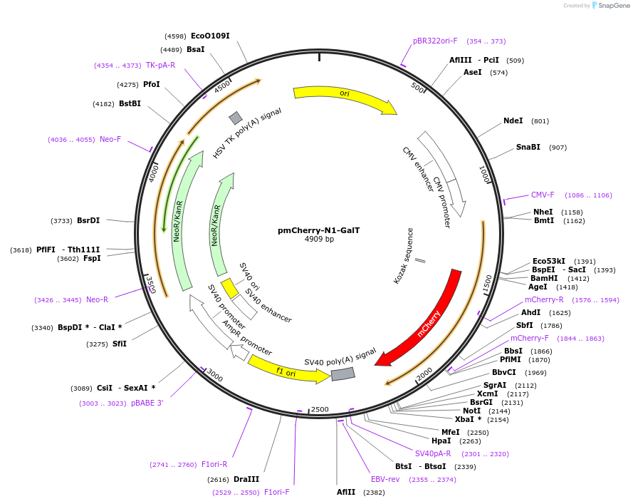 87327-plasmid-map-sequence-id-177633