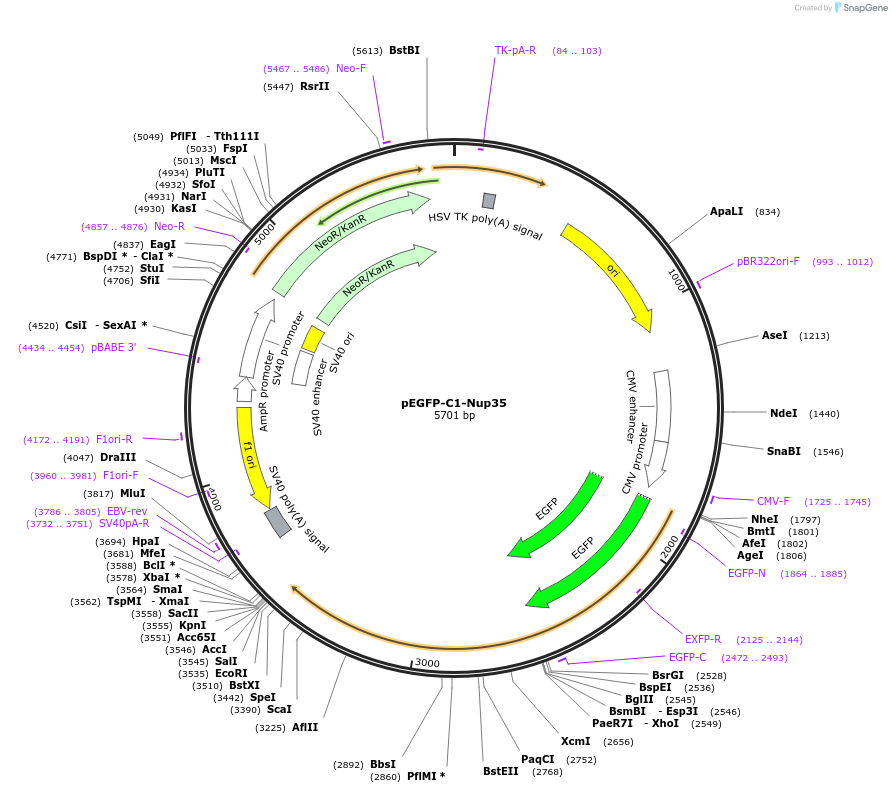 87342-plasmid-map-sequence-id-177634