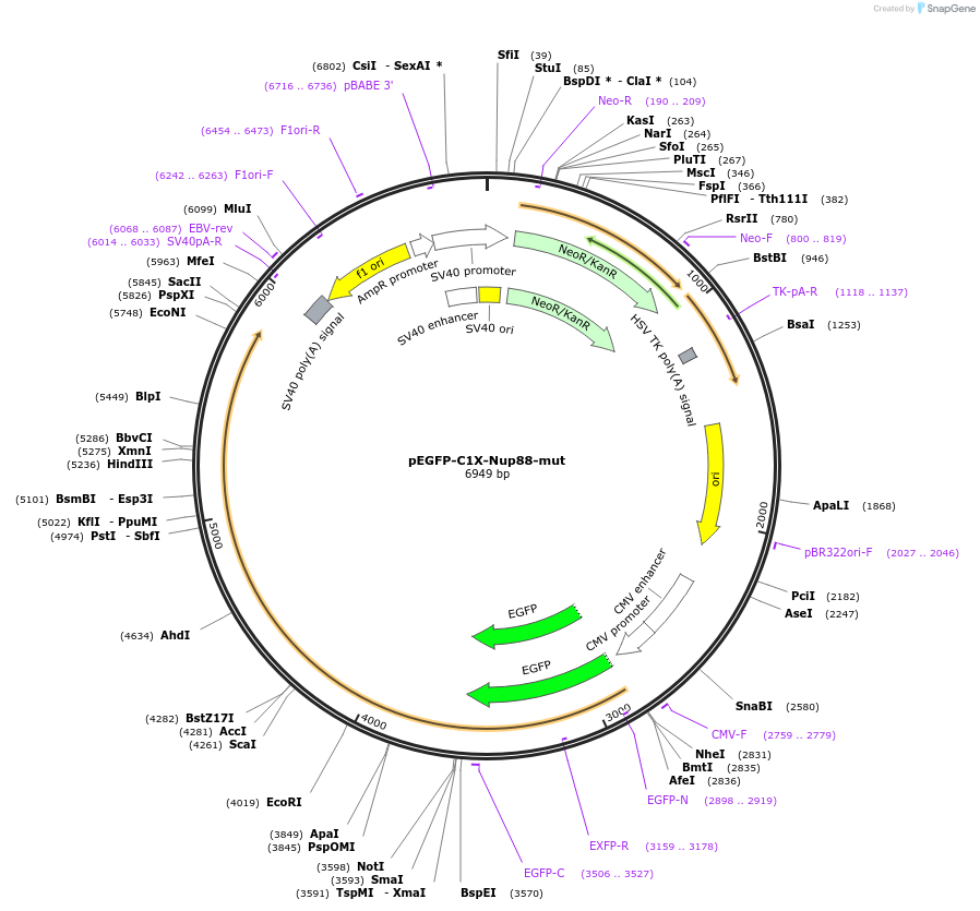87337-plasmid-map-sequence-id-177635