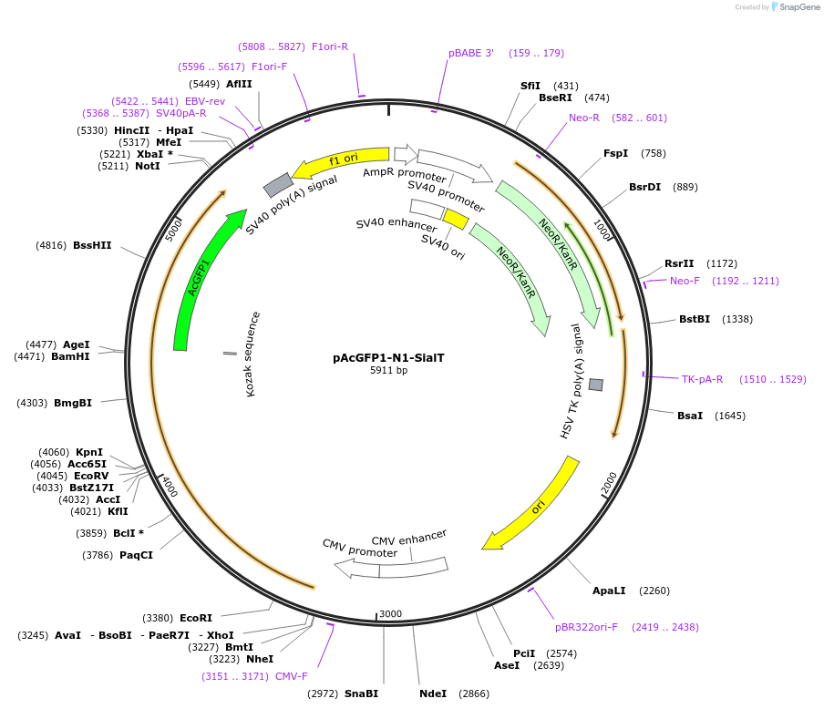 87324-plasmid-map-sequence-id-177636