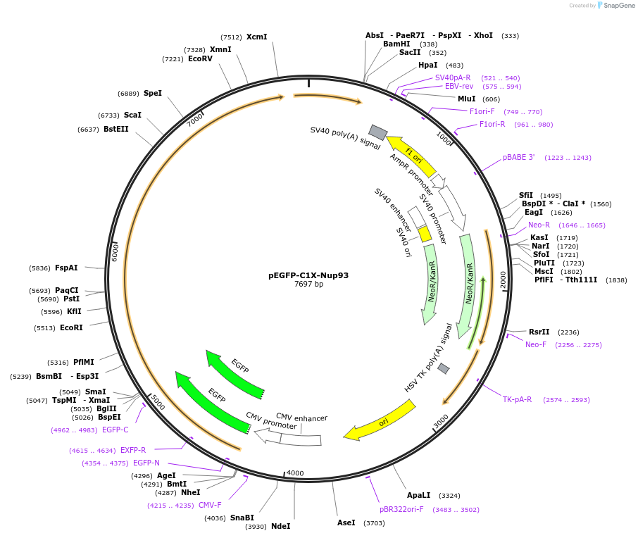 87336-plasmid-map-sequence-id-177637