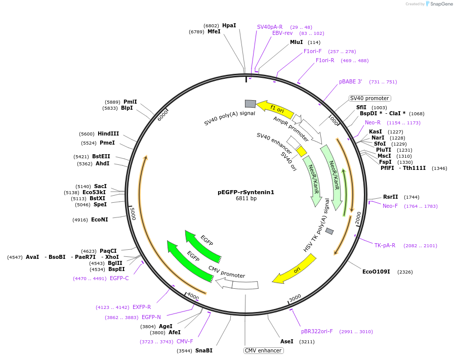 89431-plasmid-map-sequence-id-177642