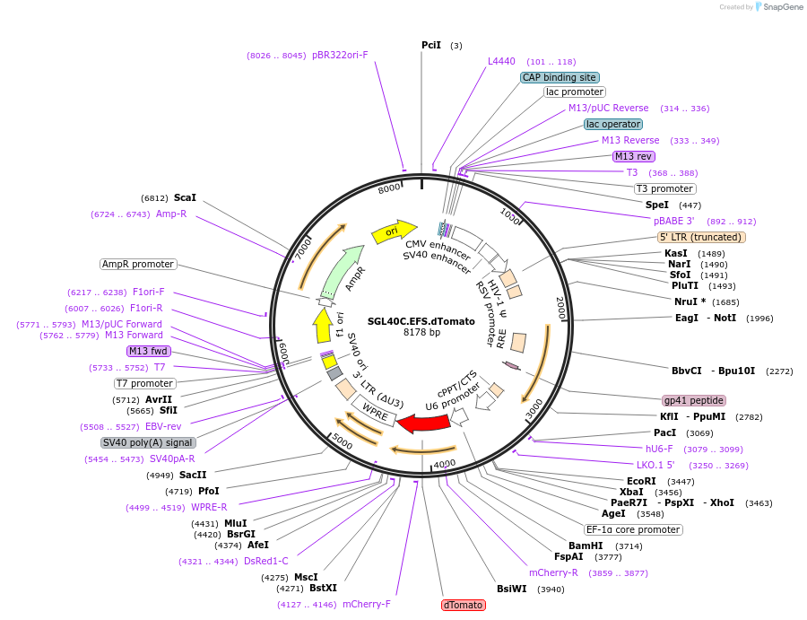 89395-plasmid-map-sequence-id-177650
