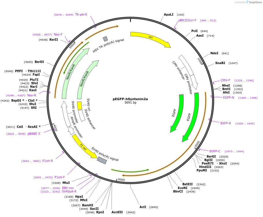 89436-plasmid-map-sequence-id-177651