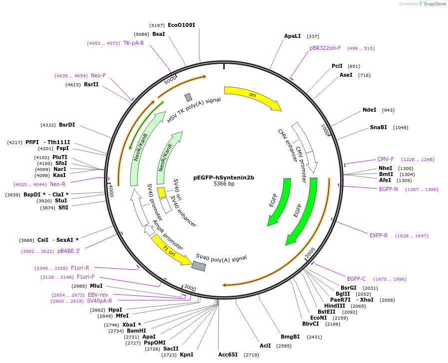 89437-plasmid-map-sequence-id-177652